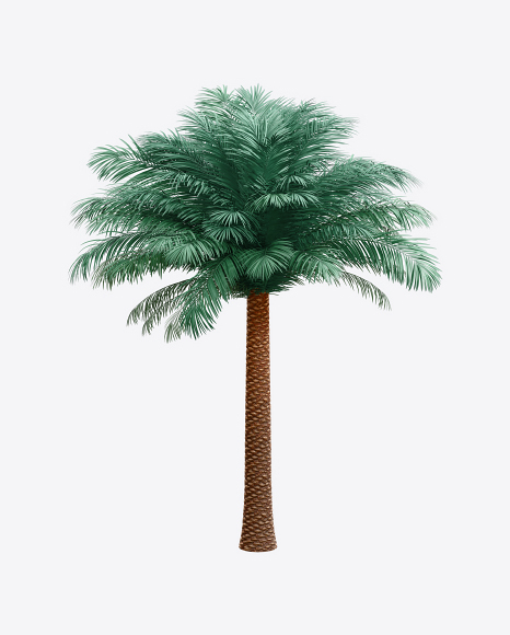 Silver Date Palm Tree