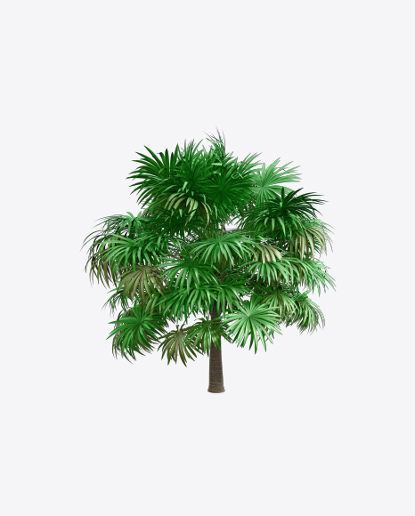 Thatch Palm Tree