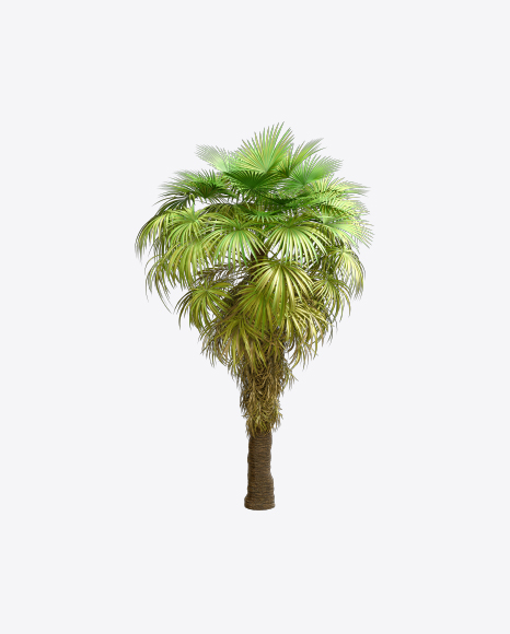 California Palm Tree