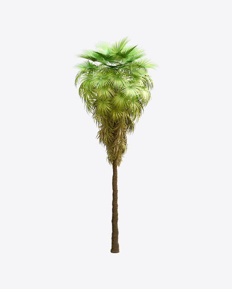 California Palm Tree