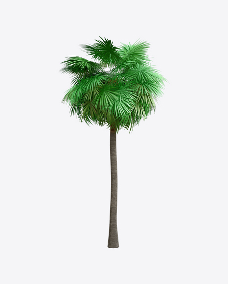 Sabal Palm Tree