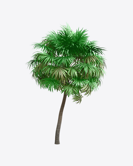 Thatch Palm Tree