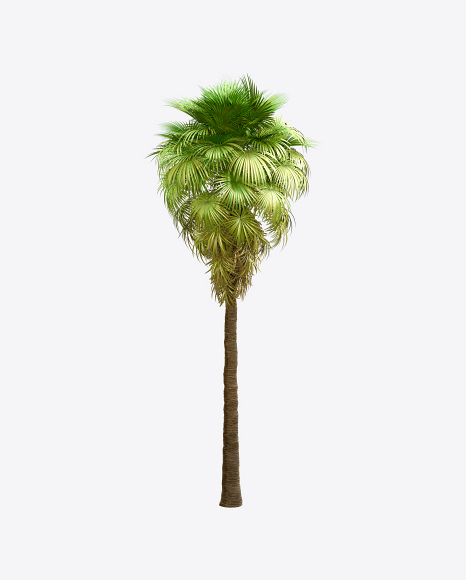 California Palm Tree