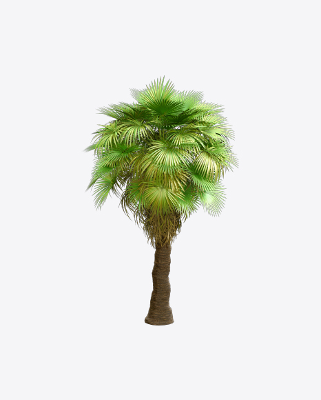 California Palm Tree