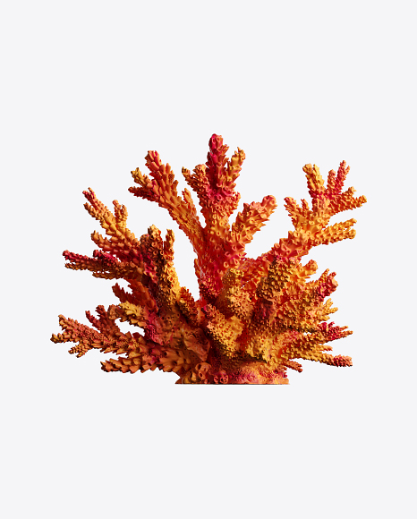 Red Coral PNG